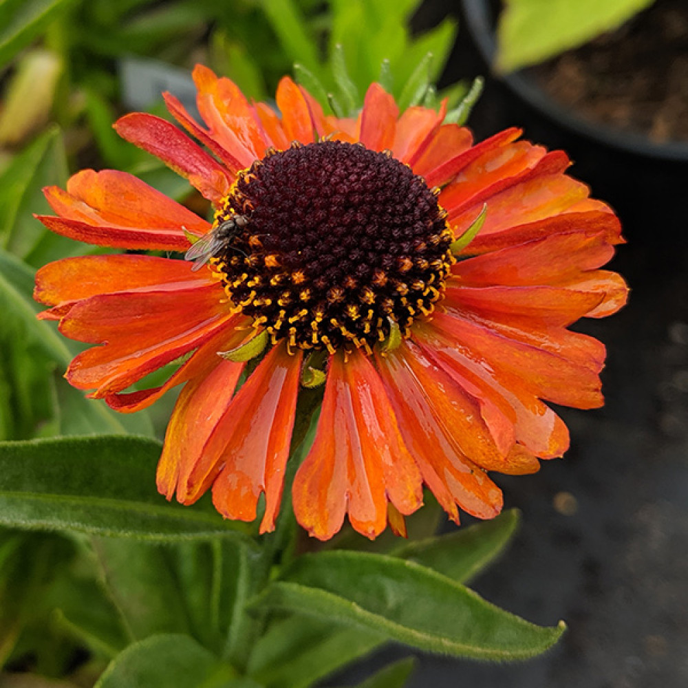 August - What to do in the garden