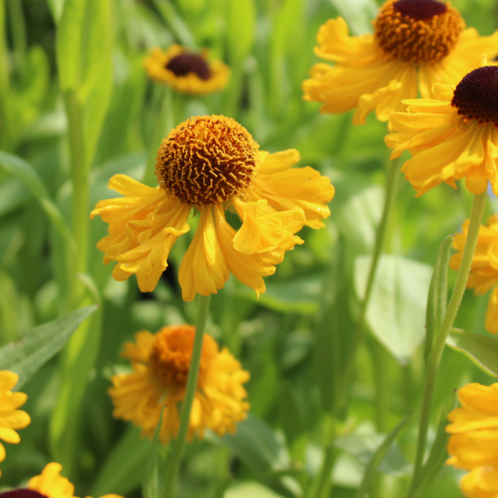 Helenium The Bishop  (1lt)