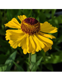 Helenium Wesergold (0.8lt)