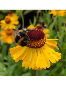 Helenium Wesergold (0.8lt)