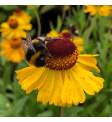 Helenium Wesergold (0.8lt)
