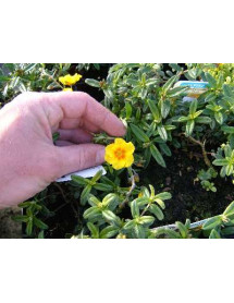Helianthemum Ben Fhada (1lt)