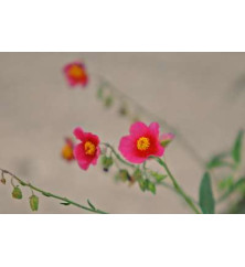 Helianthemum Ben Ledi (1lt)