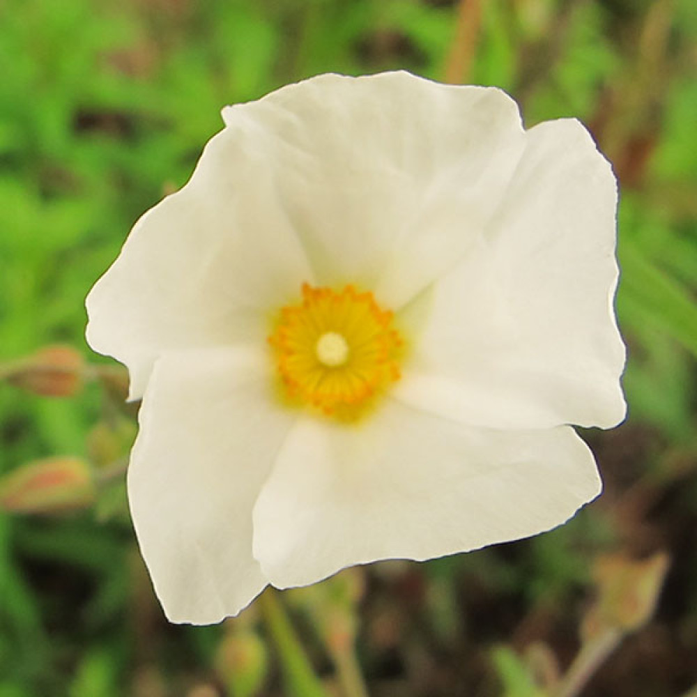 Helianthemum Fairy (1lt)