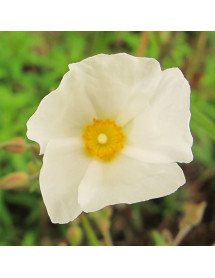 Helianthemum Fairy (1lt)