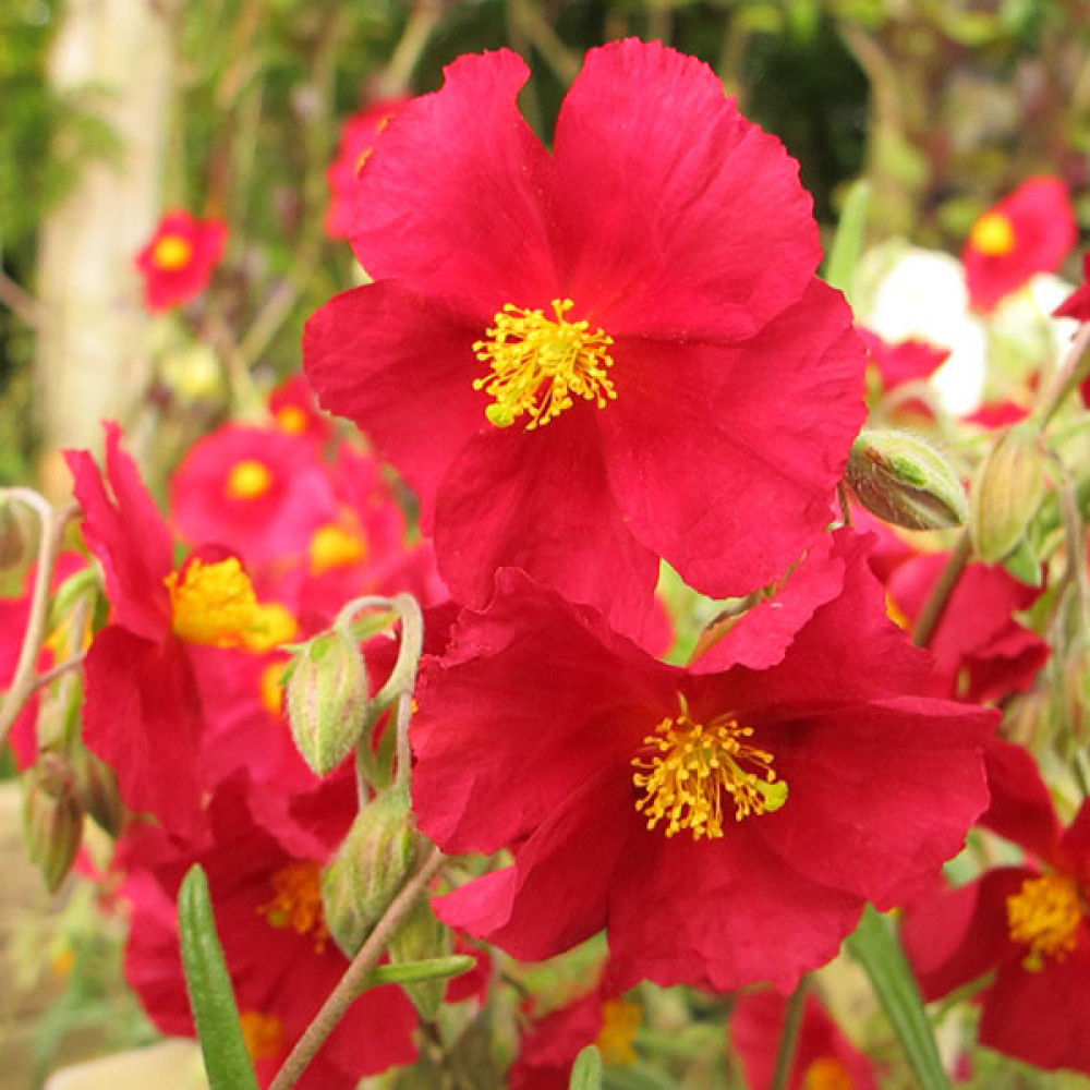 Ground Cover Plants for sun