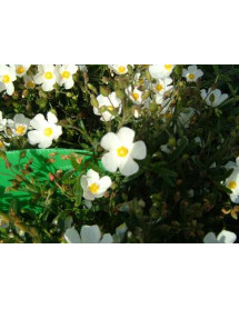 Helianthemum Fairy (1lt)