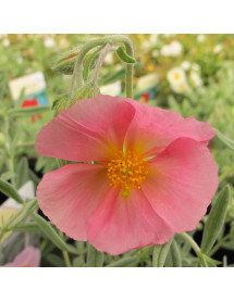 Helianthemum Wisley Pink (1lt)