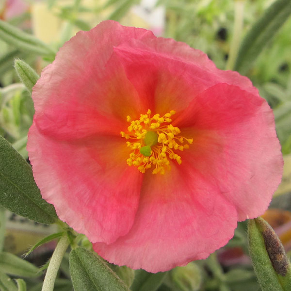 Helianthemum Wisley Pink (1lt)