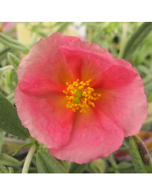 Helianthemum Wisley Pink (1lt)