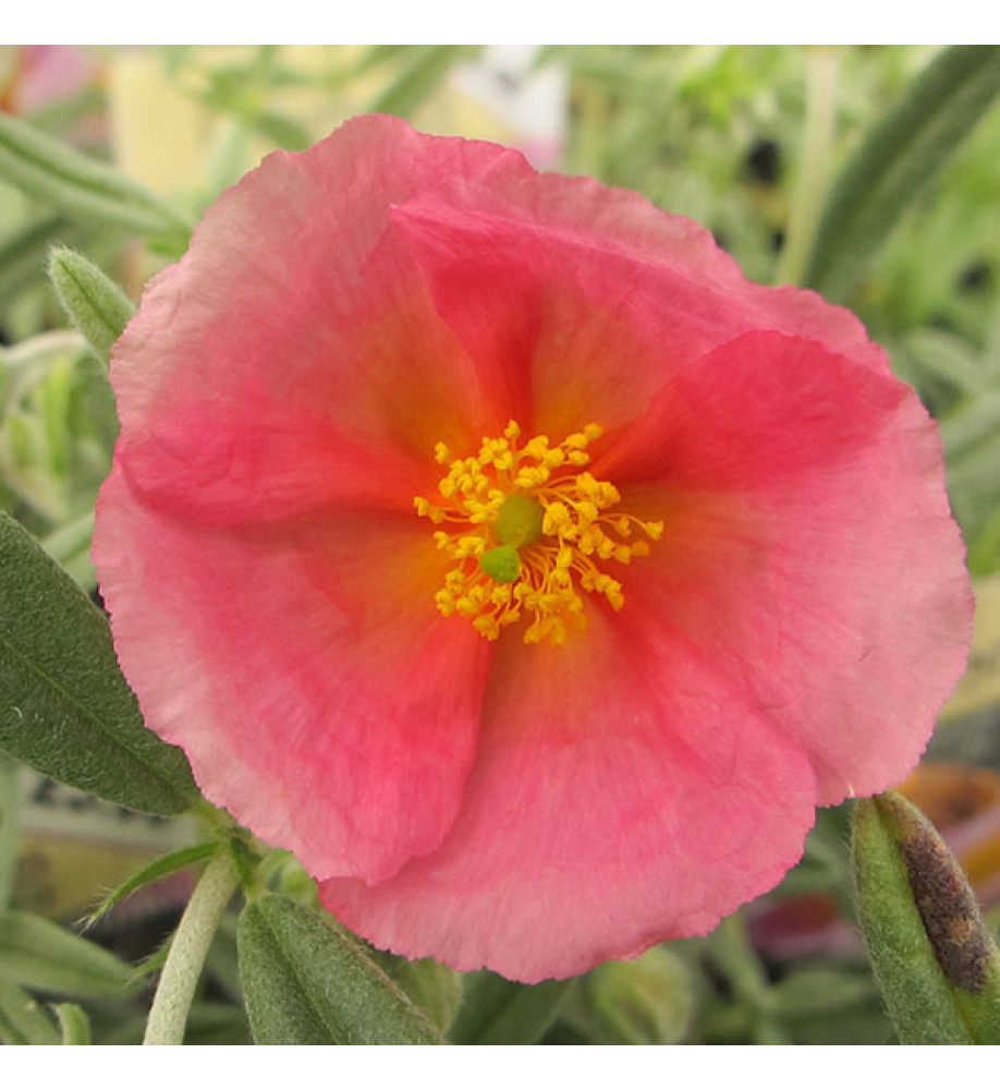 Helianthemum Wisley Pink (1lt)