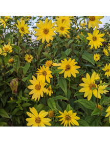 Helianthus Lemon Queen (0.8lt)