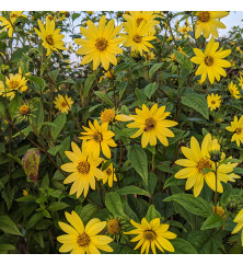 Helianthus Lemon Queen (0.8lt) Helianthus Lemon Queen (0.8lt)