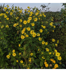 Helianthus Lemon Queen (0.8lt) Helianthus Lemon Queen (0.8lt)