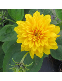 Helianthus Loddon Gold (1.5lt) Helianthus Loddon Gold (1.5lt)