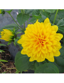 Helianthus Loddon Gold (1.5lt)