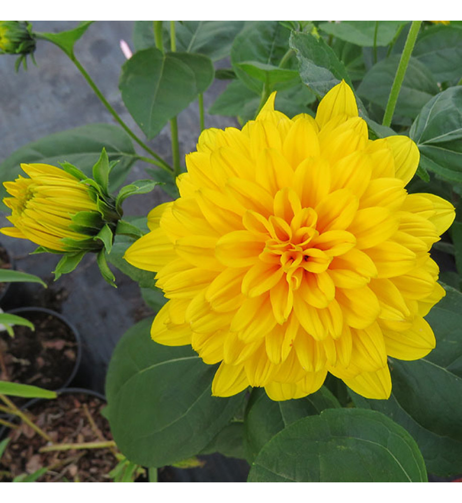 Helianthus Loddon Gold (1.5lt)