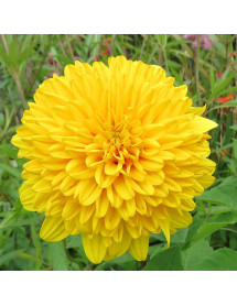 Helianthus Loddon Gold (3lt) Helianthus Loddon Gold (3lt)