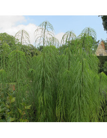 Helianthus salicifolius (2lt)