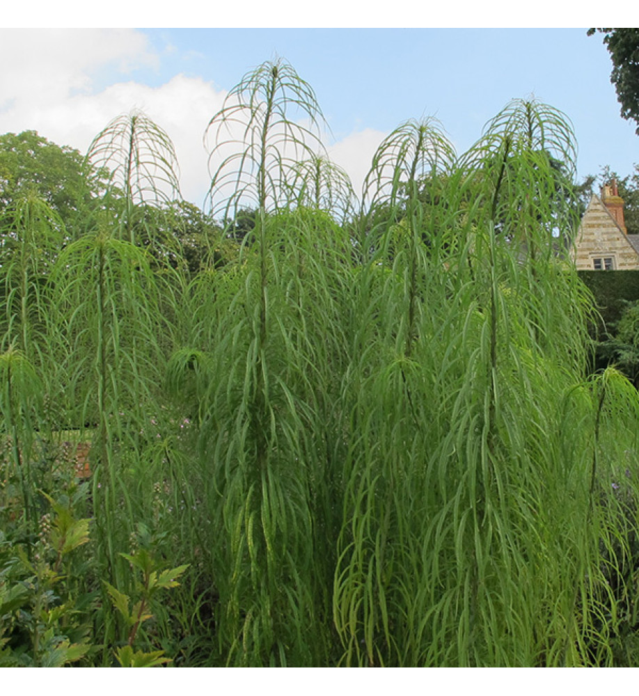 Helianthus salicifolius (2lt)