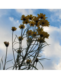 Helianthus salicifolius (2lt)