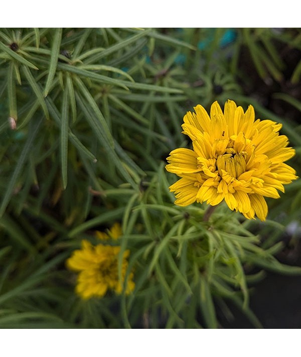 Helianthus salicifolius Table Mountain (3lt)