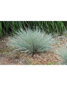 Helictotrichon sempervirens Saphirsprudel (2lt)