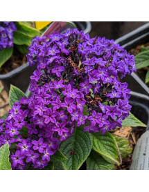 Heliotropium arborescens Midnight Sky (1lt)