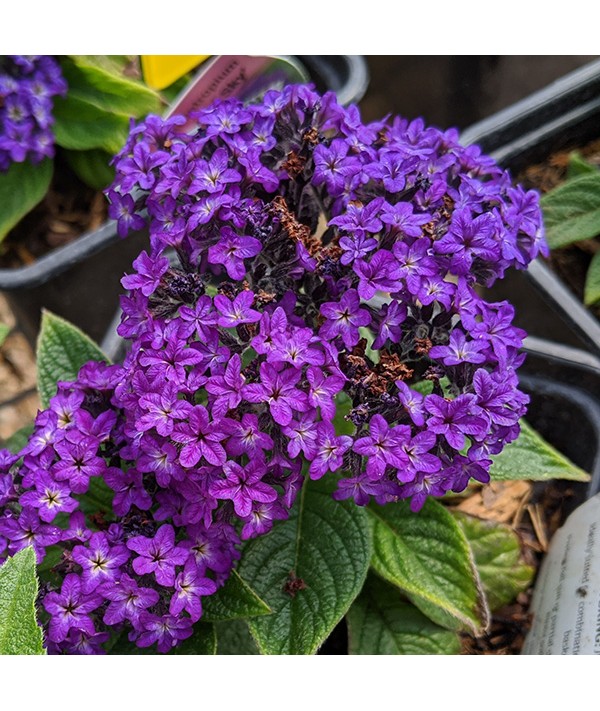 Heliotropium arborescens Midnight Sky (1lt)