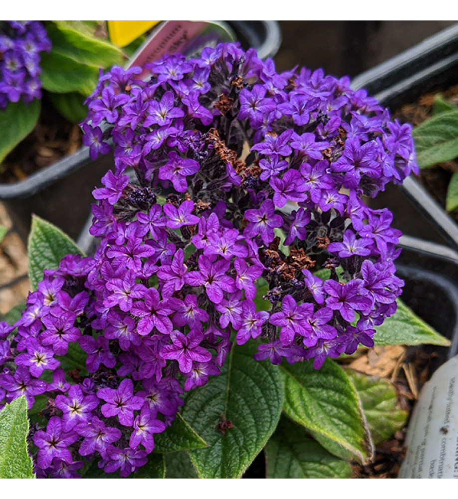 Heliotropium arborescens Midnight Sky (1lt)