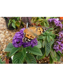 Heliotropium arborescens Midnight Sky (1lt)