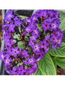 Heliotropium arborescens Midnight Sky (1lt) Heliotropium arborescens Midnight Sky (1lt)