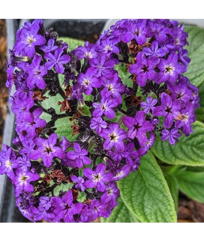 Heliotropium arborescens Midnight Sky (1lt)