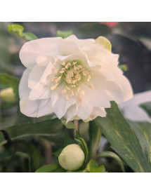 Helleborus x hybridus ViV Amalia (3lt)