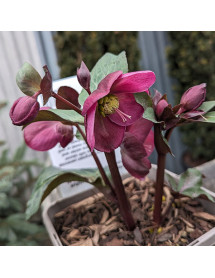 Helleborus Rodney Davey Marbled Group Anna's Red (Frostkiss Series) (3lt)