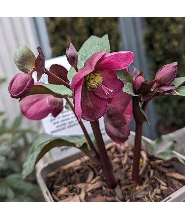 Helleborus Rodney Davey Marbled Group Anna's Red (Frostkiss Series) (3lt)