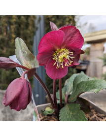 Helleborus Rodney Davey Marbled Group Anna's Red (Frostkiss Series) (3lt)