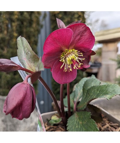 Helleborus Rodney Davey Marbled Group Anna's Red (Frostkiss Series) (3lt)