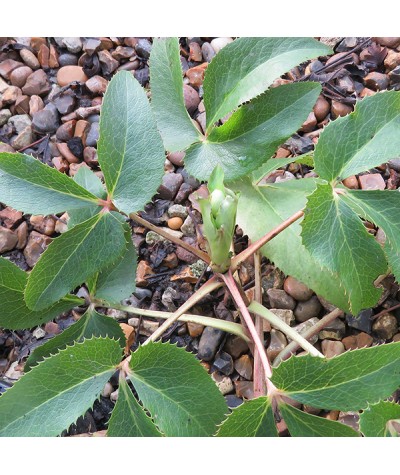 Helleborus argutifolius (1lt)