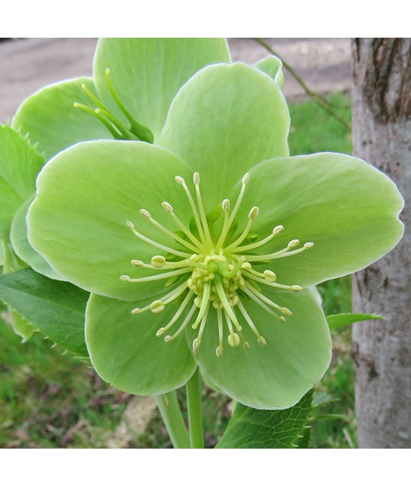 Helleborus argutifolius (1lt)