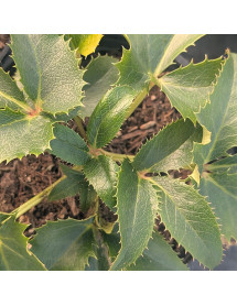 Helleborus argutifolius (2lt) Helleborus argutifolius (2lt)