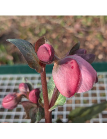 Helleborus Rodney Davey Marbled Group Dorothy's Dawn (Frostkiss Series) (3lt)