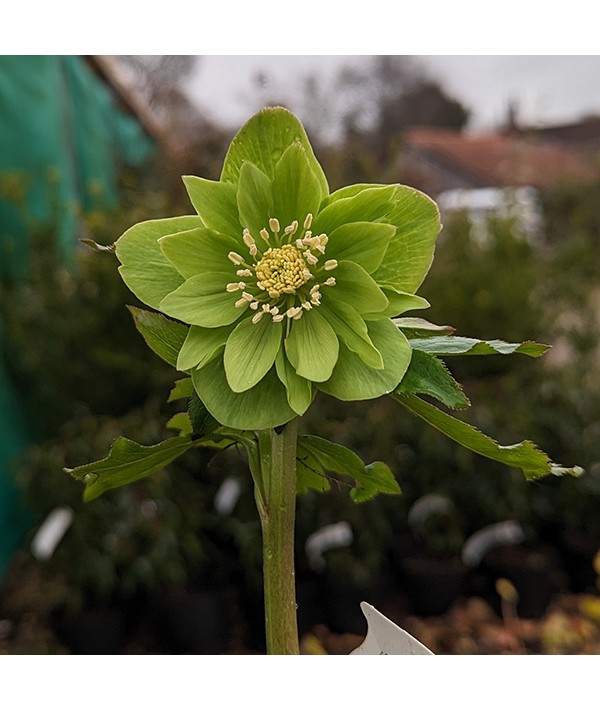 Helleborus x hybridus Double Green (1lt)