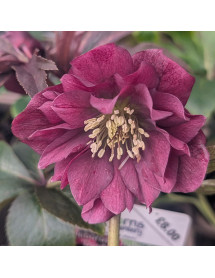 Helleborus x hybridus Double Red (1lt)
