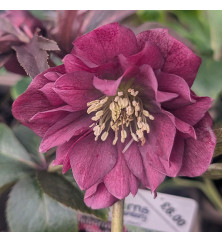 Helleborus x hybridus Double Red (1lt)