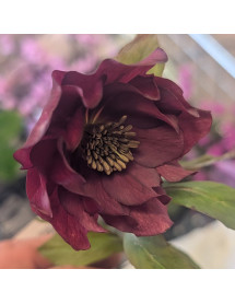 Helleborus x hybridus Double Red (1lt)