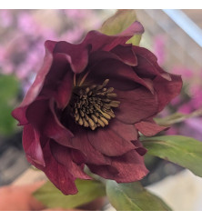 Helleborus x hybridus Double Red (1lt)