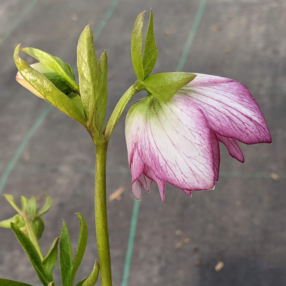 Helleborus x hybridus Double White Picotee (1lt)