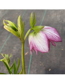 Helleborus x hybridus Double White Picotee (1lt)