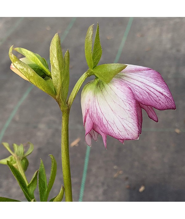 Helleborus x hybridus Double White Picotee (1lt)